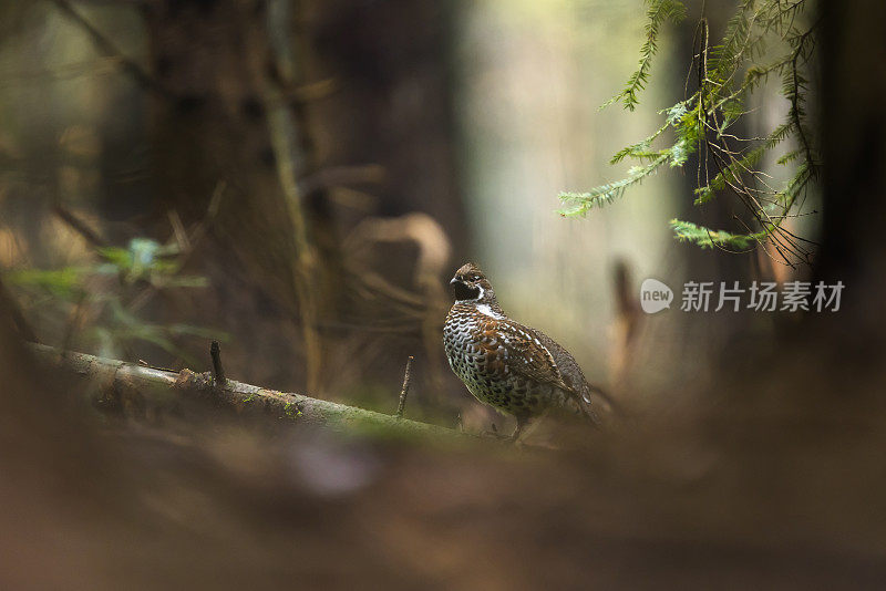 榛松鸡（Bonasa bonasia），Tetrastes bonasia，Haselhuhn